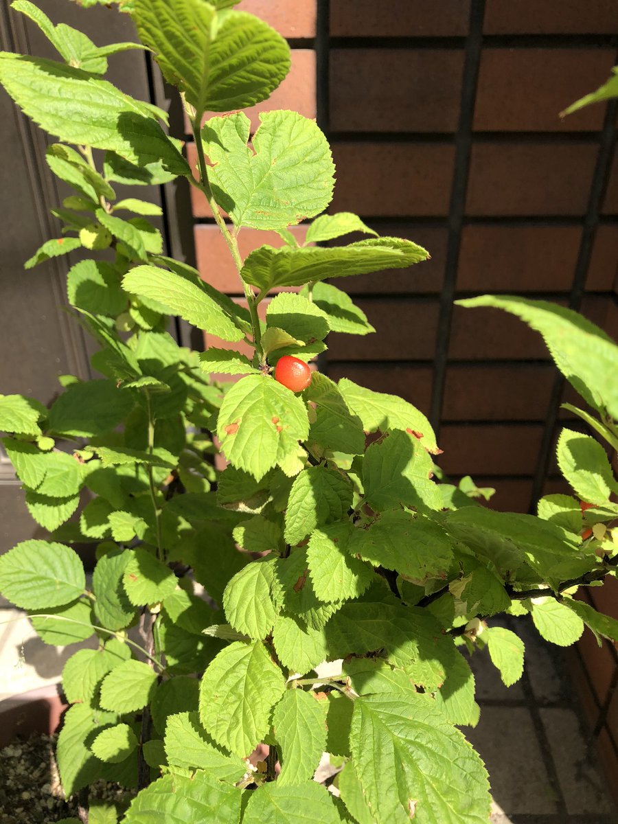 gwancyan's tweet photo. 今年も我が家の小さな鉢植えのユスラウメの実が赤くなりました。23個も収穫しました。＃ユスラウメ https://t.co/SmtoBqinEo