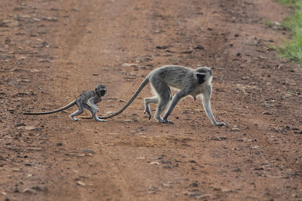 #SundaySights Spotted! A mommy teaching her baby how to cross the road. 
#vervetmonkeys #wildlife #wildanimals #africanwildlife #mommyandbaby #wildlifebabies #safari #gamedrive #southafrica #lionandsafaripark 
#ExploreDiscover