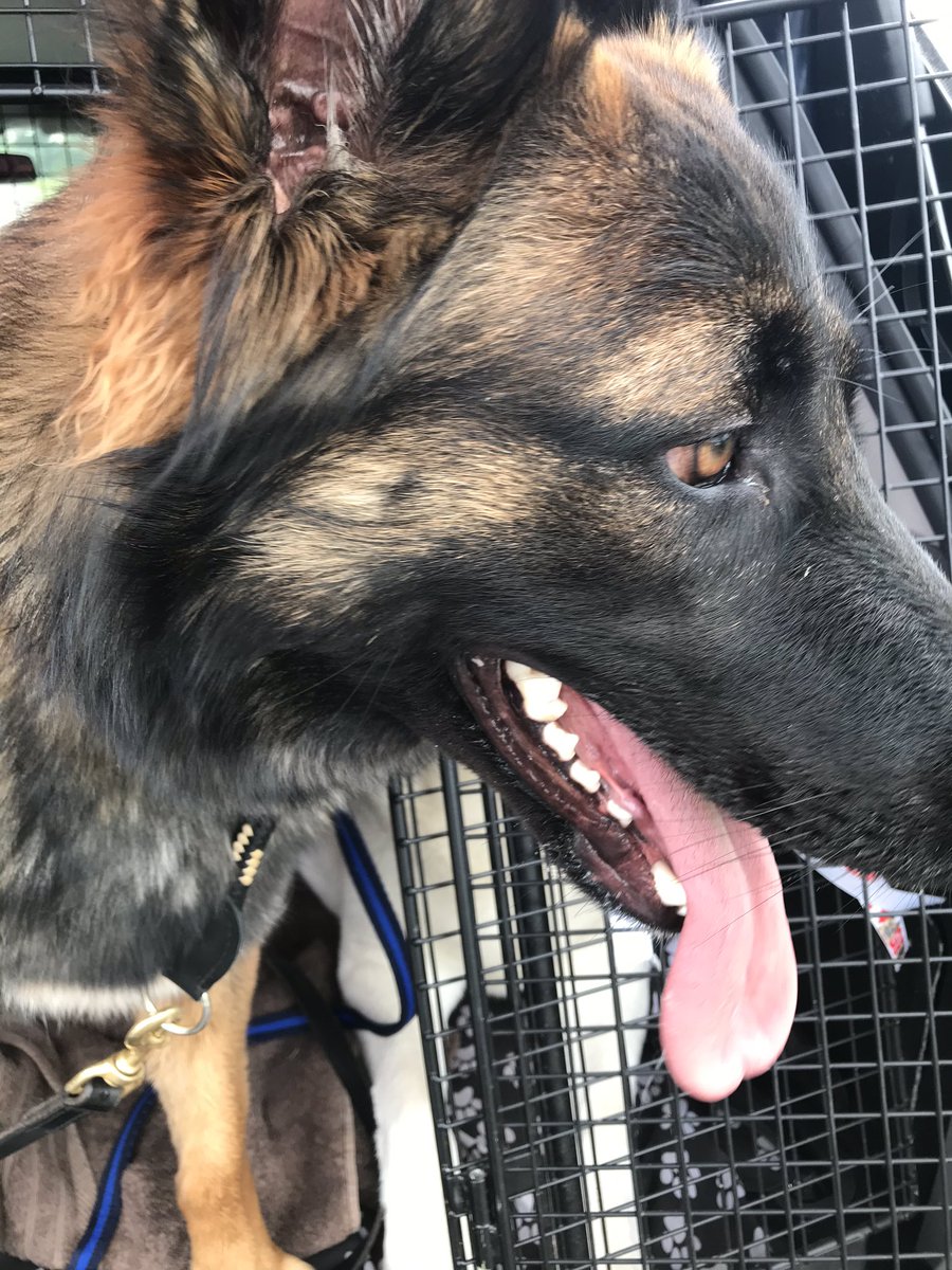 NicNic711's tweet image. Can we go again mum please please? #neverstops #alwaysonthego #loonypup #MetPolPup #GSDxMali #DogsofTwitter