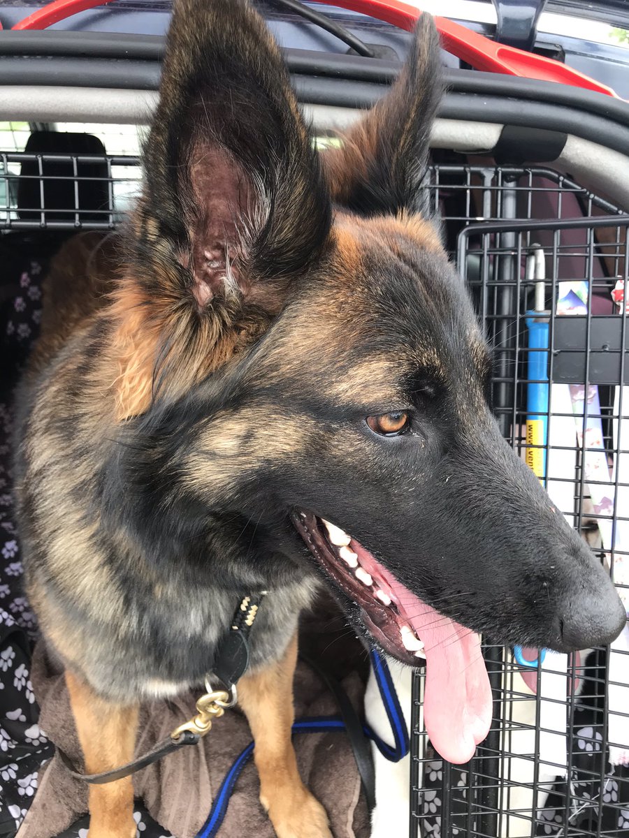 NicNic711's tweet image. Can we go again mum please please? #neverstops #alwaysonthego #loonypup #MetPolPup #GSDxMali #DogsofTwitter