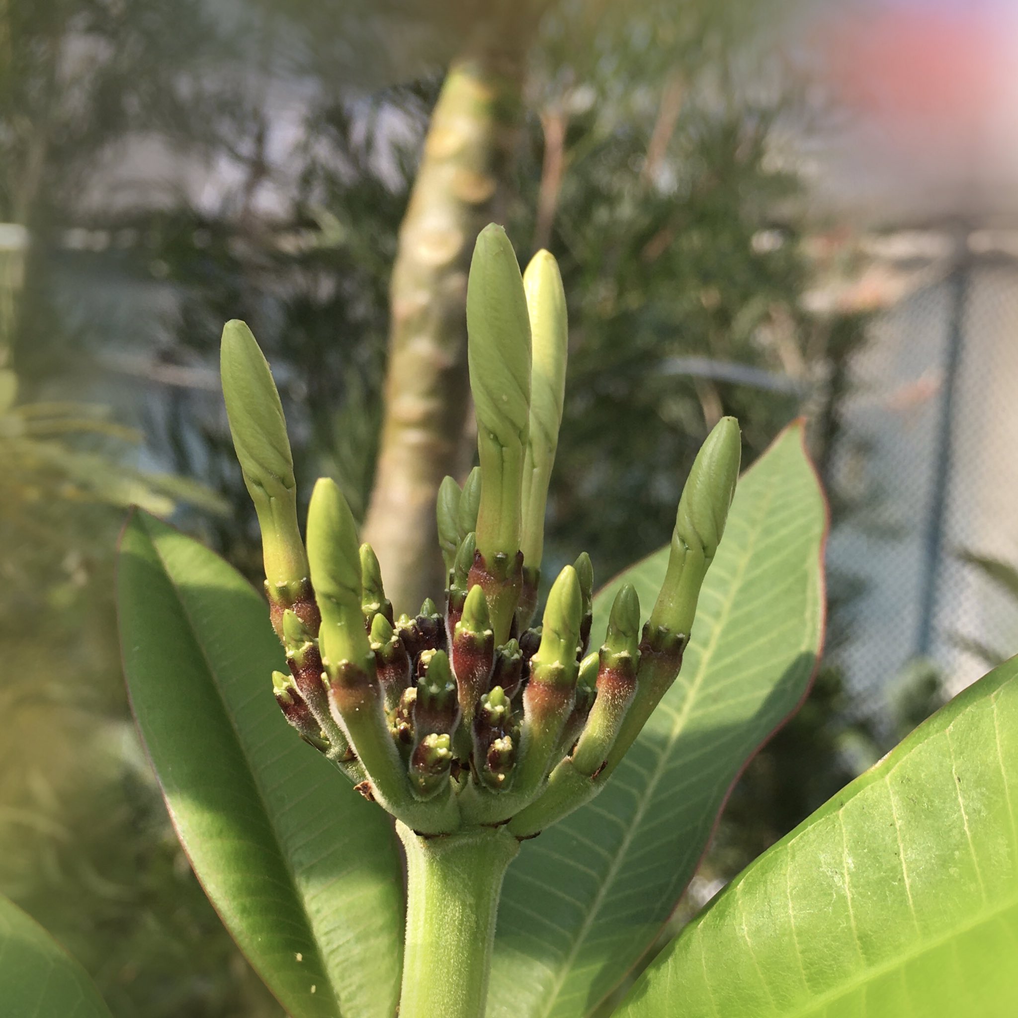 プルメリアの蕾 Twitter Search Twitter