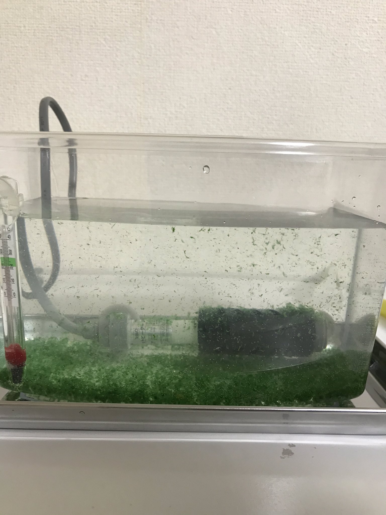 たけじゅん シー藻 シーモンキー アルテミア おばけえび を最上の環境で飼うために 詳細は シー藻 検索 餌やり不要 シー藻 シーモンキー T Co S4m0vtleja T Co Afpz9dksuj Twitter