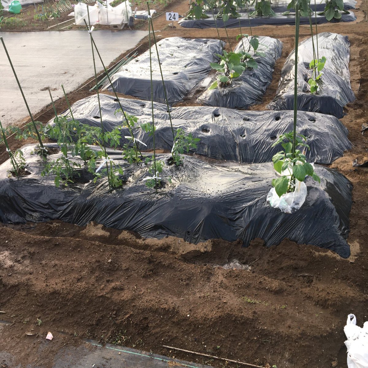 ムロヨシ タカシ 室吉隆 区民農園日誌 ミニトマトとナス キュウリの苗を追加で植えました 先週タネを撒いたオクラとトウモロコシが発芽 下手くそなりにマルチを張ったからか発芽が早かった
