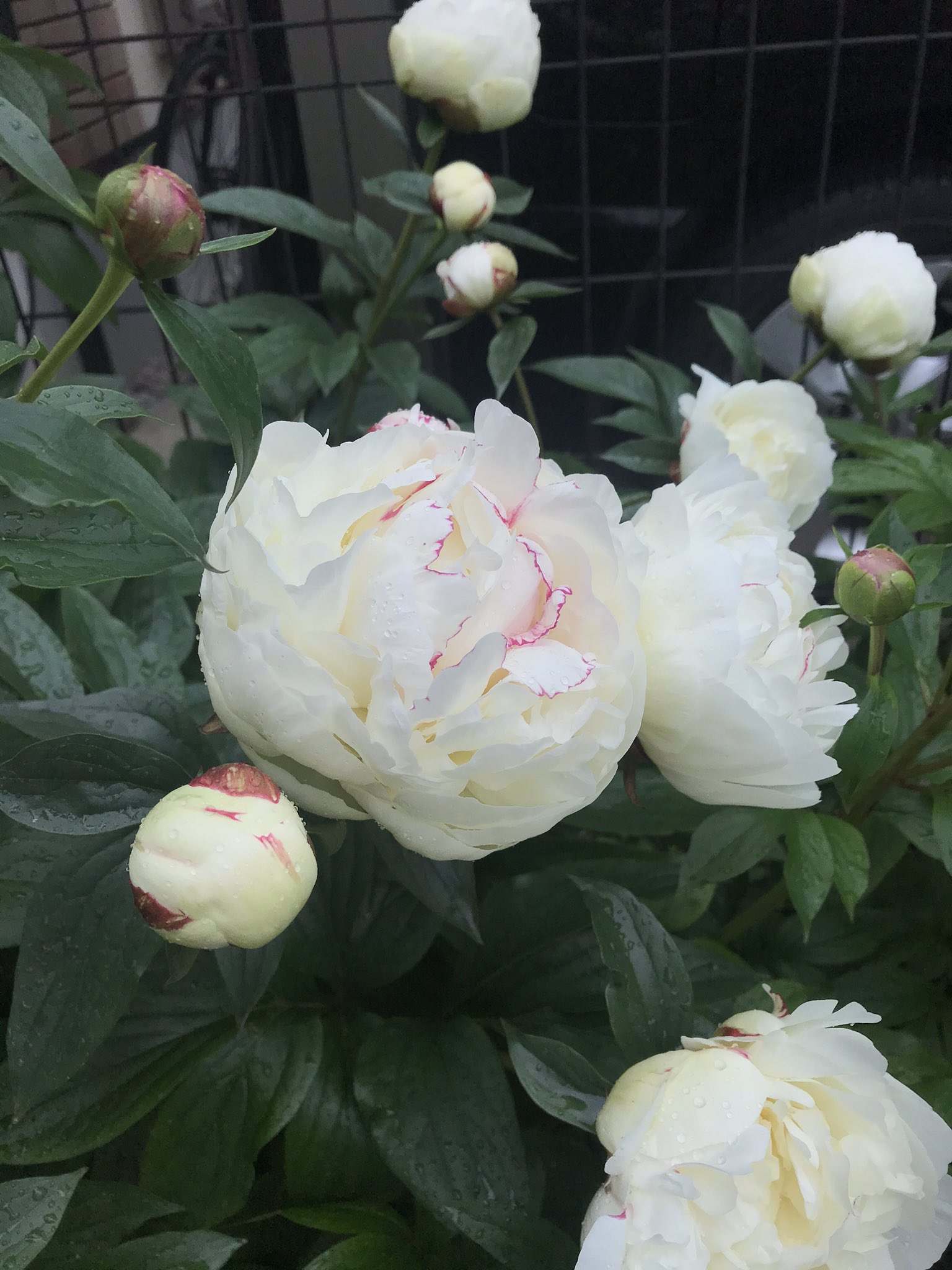 みんみん ᙏ お庭のシャクヤク 次々に咲いています シャクヤク 芍薬 氷点 滝の粧 華燭の典 夕映 ステイホーム ステイアットホーム Stayhome Stayathome T Co 908egwzprg Twitter