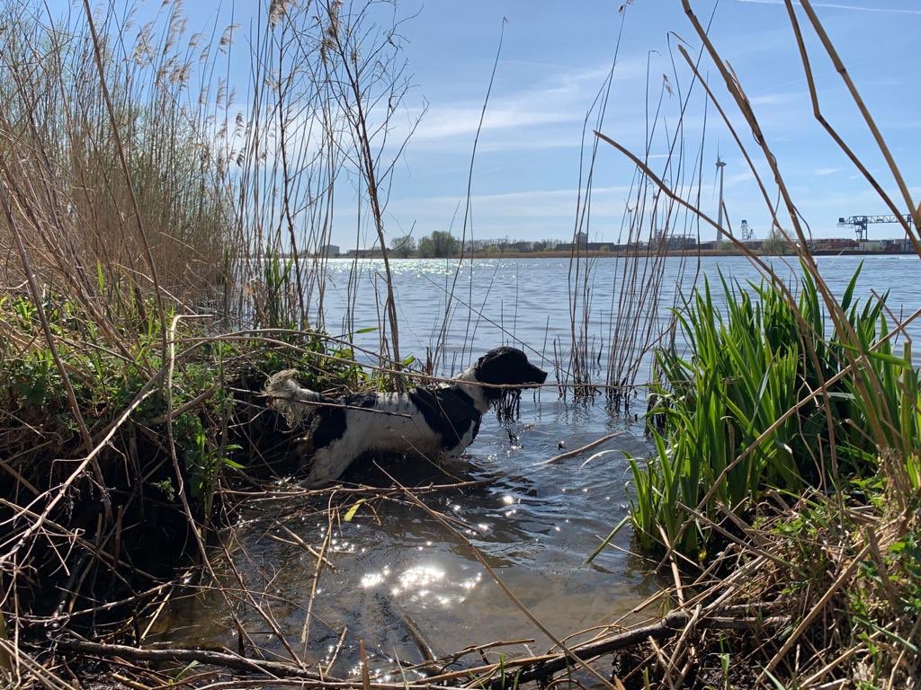 DogsScent's tweet photo. Fieldwork with the conservation dogs #k9 #wetlandsconservation #conservationdogs #conservation #biodiversity #biosecurity #ecology #invasivespecies #invasiveplants #invasivespeciescontrol #detectiondogs #snifferdogs #biology #netherlands #wetlands #scentimprintconservationdogs https://t.co/DGGY7Qjh4n
