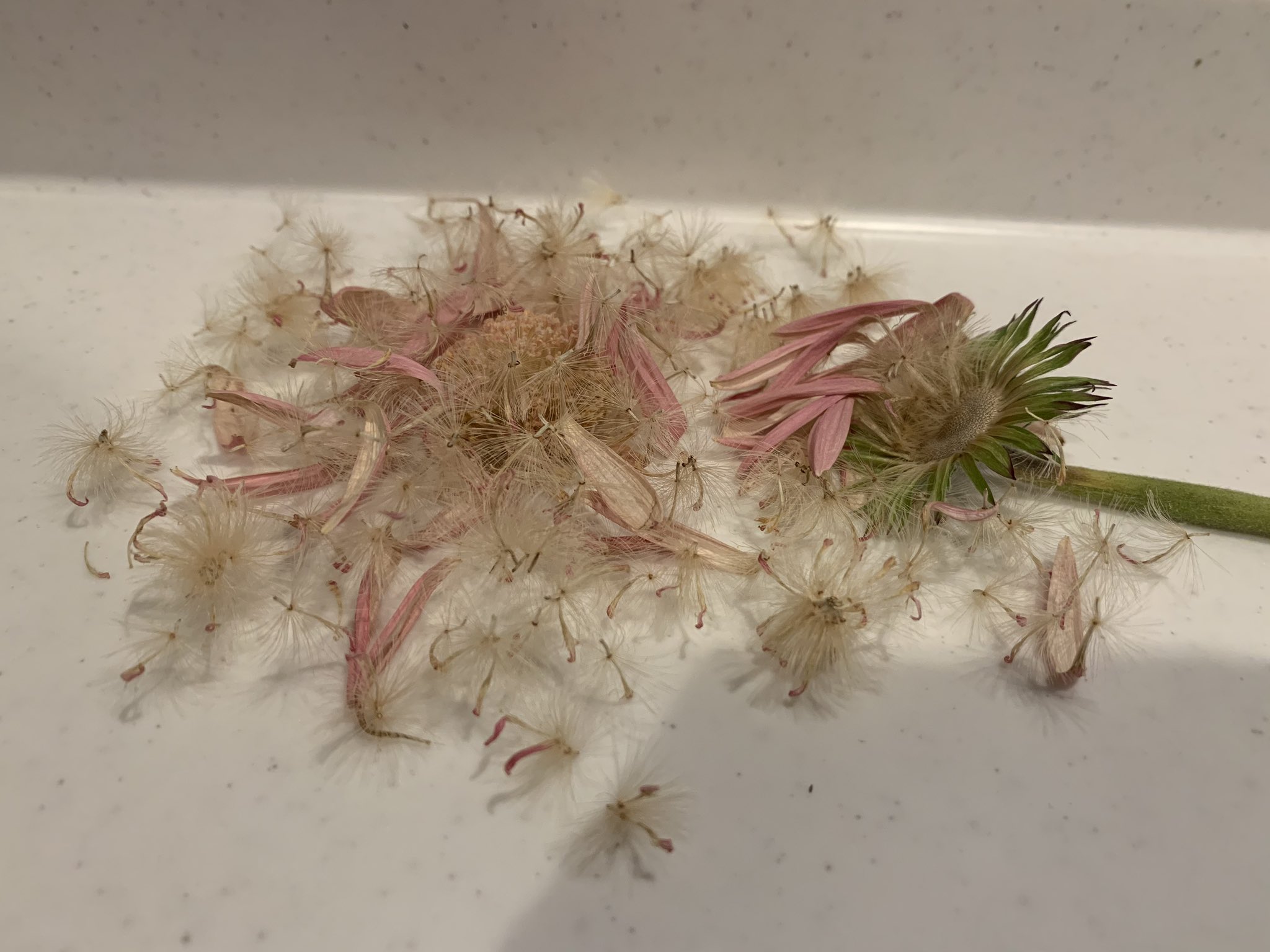 うみだぬき ガーベラが綿毛を残して終了した これって種なの 植えたら生えるのかな T Co Ojvibzmoqf Twitter