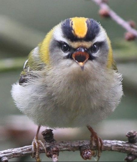 豪腕はりー ところでこちら 自然界に生息する鳥類の中でもトップクラスにポケモンっぽい生き物 キクイタダキ です この可愛いさはぜひ広まって欲しい T Co 3f06e34na6 Twitter