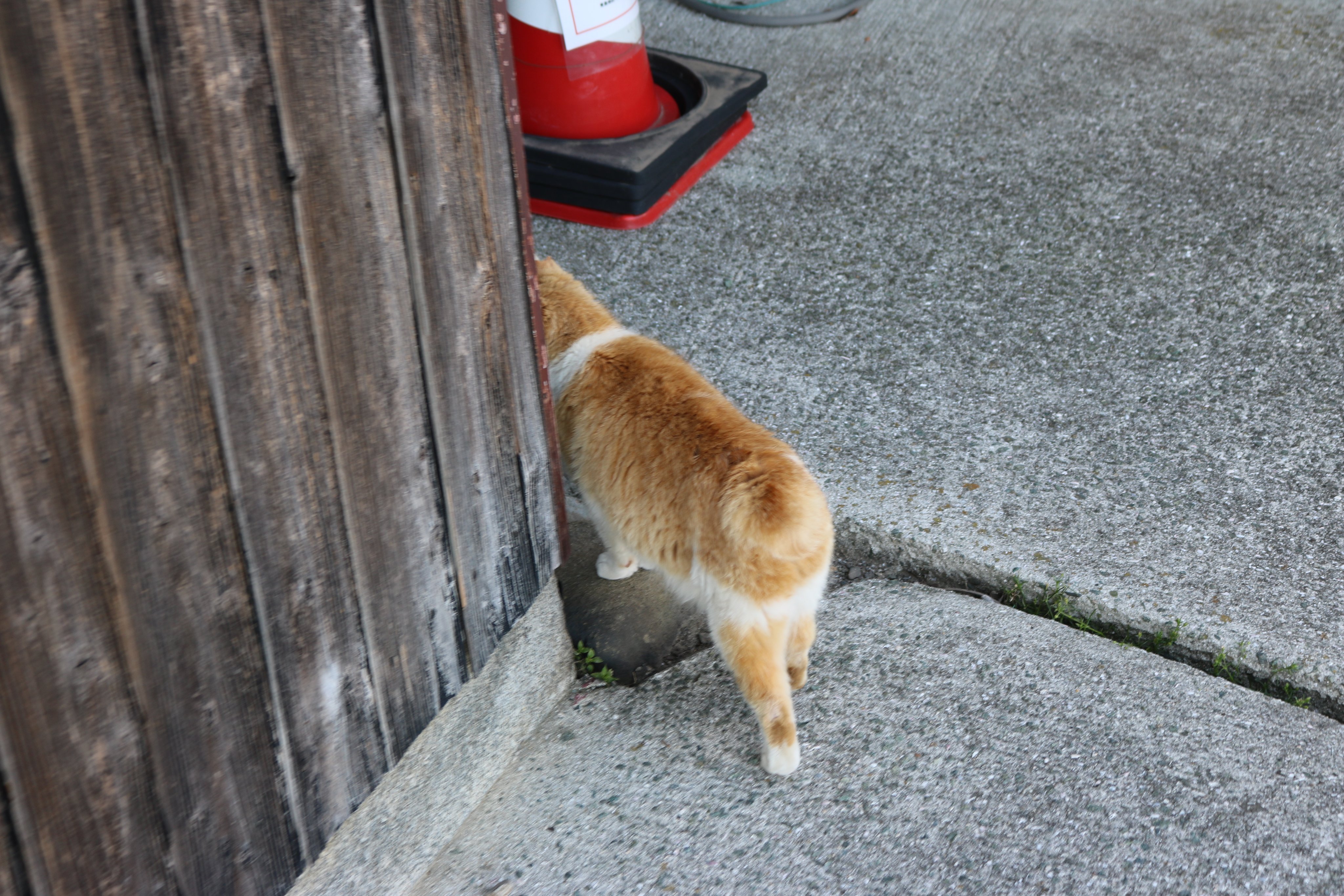 猫の島 青島 ヨーロッパの観光客が青島にやってきて 猫を見て驚きます 日本には 尻尾のない猫がいる ヨーロッパの猫は長い 尻尾の猫ばかりです 短い尻尾の猫は日本古来種猫です T Co Raspyitkf4 Twitter
