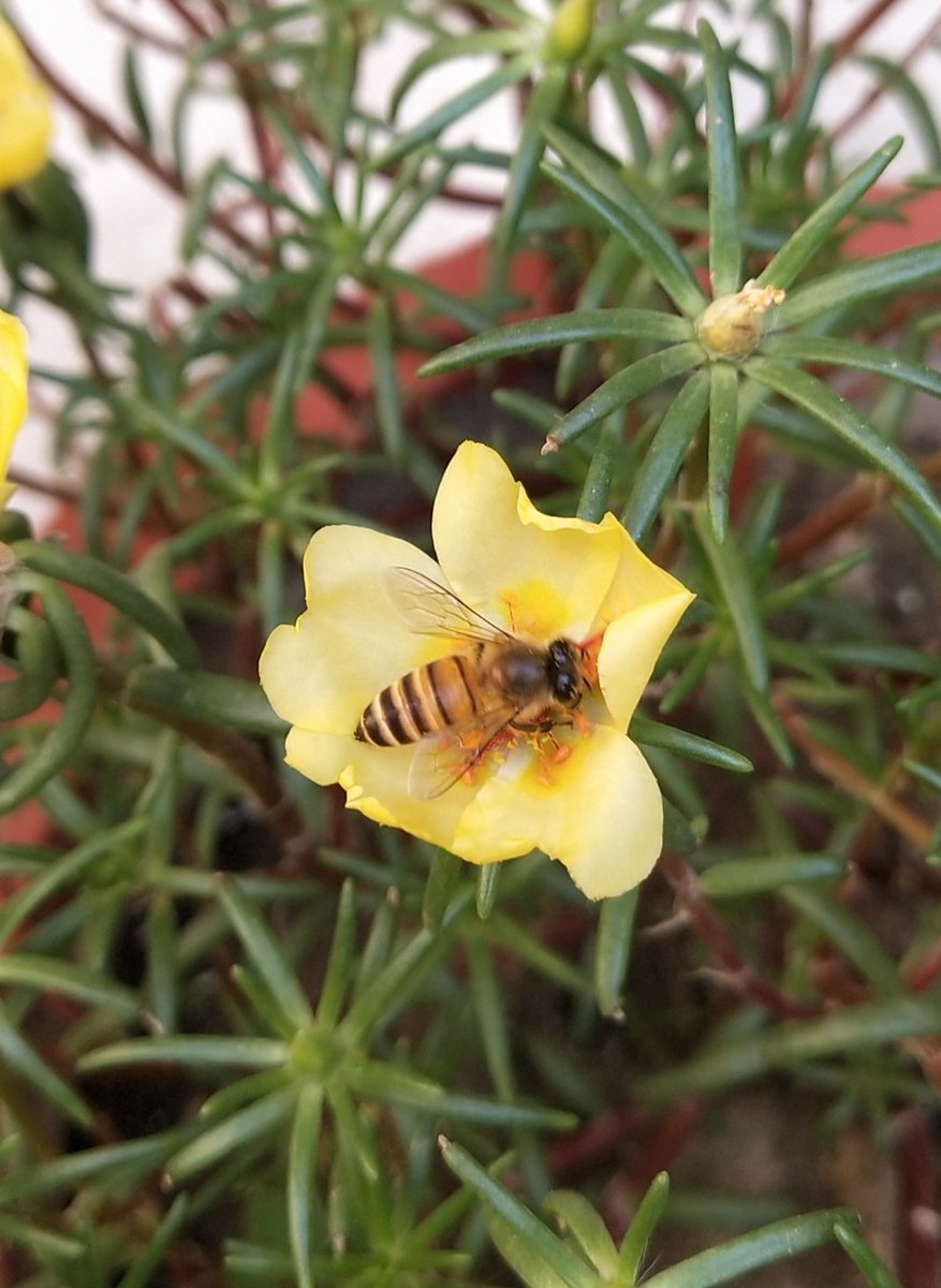 Skant1968's tweet image. Random click by mobile In lawn. 
#lockdownwork 
#timepassinlockdown