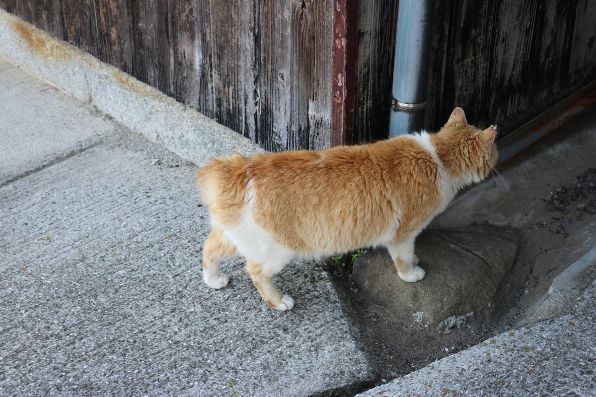 猫の島 青島 ヨーロッパの観光客が青島にやってきて 猫を見て驚きます 日本には 尻尾のない猫がいる ヨーロッパの猫は長い 尻尾の猫ばかりです 短い尻尾の猫は日本古来種猫です