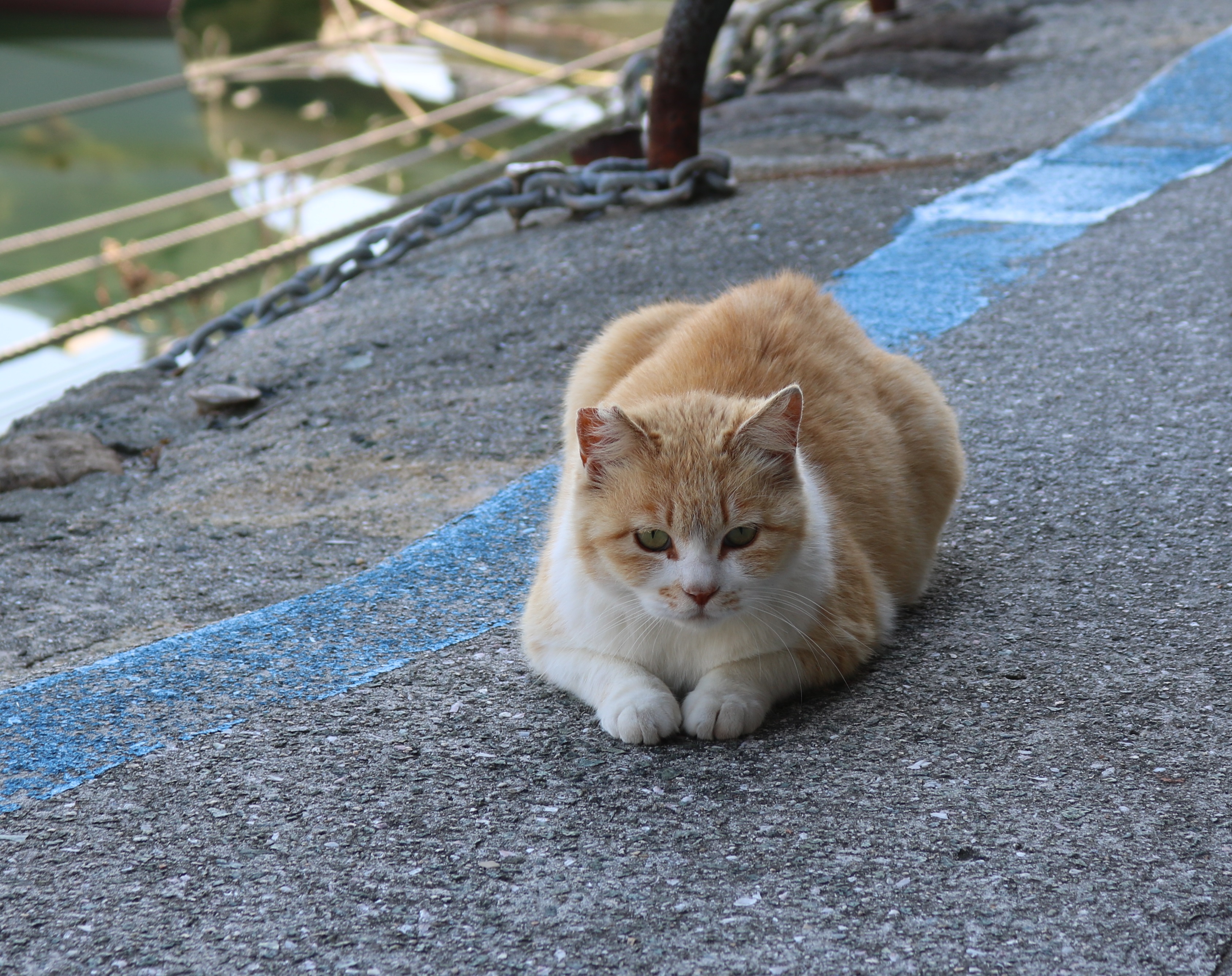 猫の島 青島 ヨーロッパの観光客が青島にやってきて 猫を見て驚きます 日本には 尻尾のない猫がいる ヨーロッパの猫は長い 尻尾の猫ばかりです 短い尻尾の猫は日本古来種猫です T Co Raspyitkf4 Twitter