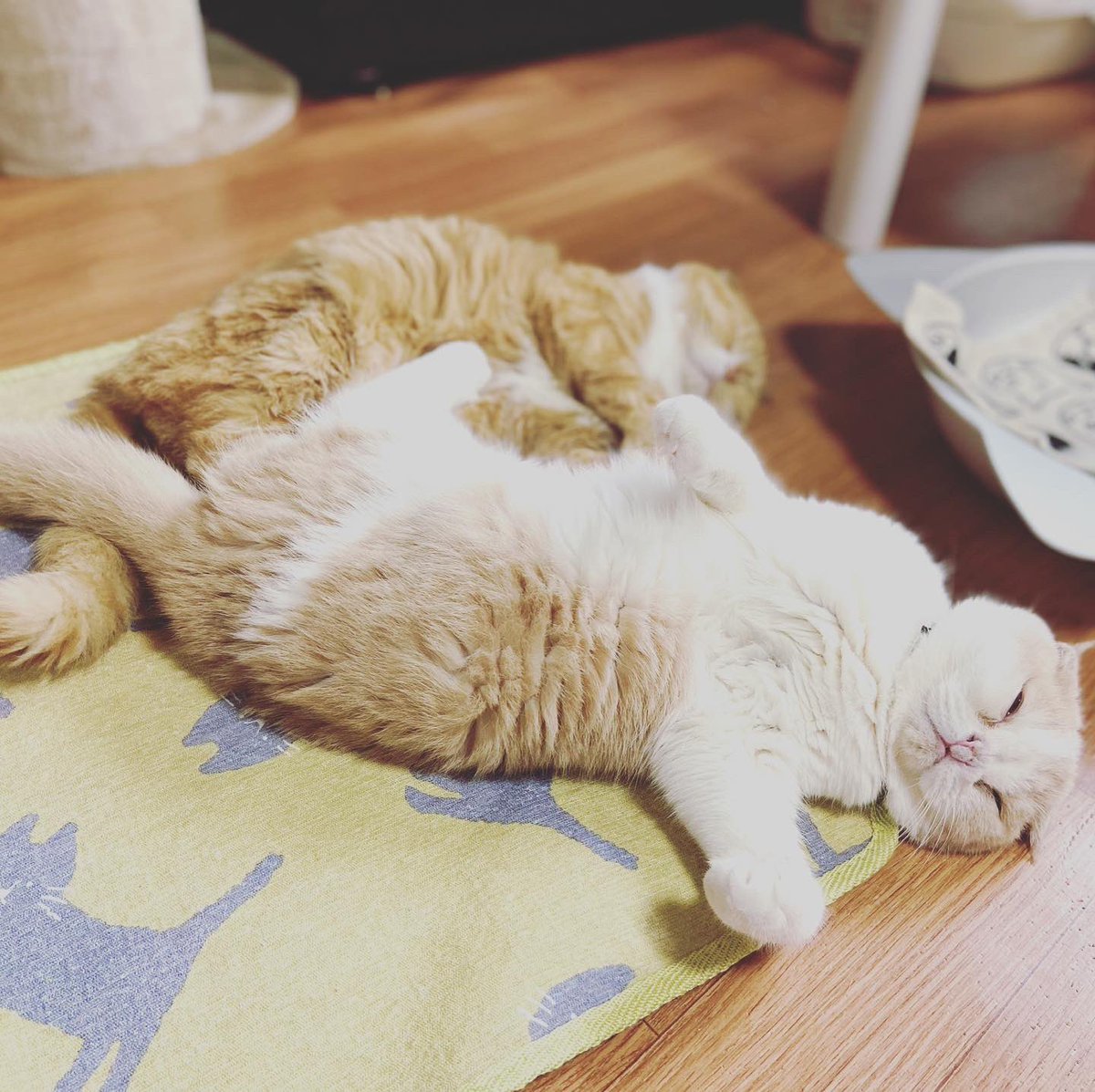 Taroucha1's tweet photo. 二人は仲良し
#catstagram #kitten #instacat #catwalk #kittycat #instagramnet #catsagram #cathedral #catsofinstagram #catvalentine #catlover #かわいい猫 #猫スタグラム #猫好きさんと繋がりたい #猫動画 #インスタ猫 #猫大好き #おもしろい猫 #スコティッシュフォールド #ScottishFold https://t.co/VBkFIwvFkX