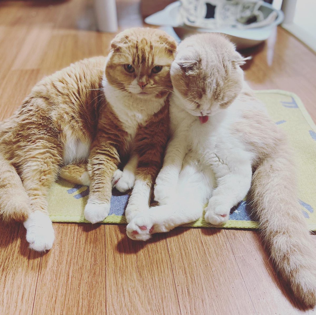 Taroucha1's tweet photo. 二人は仲良し
#catstagram #kitten #instacat #catwalk #kittycat #instagramnet #catsagram #cathedral #catsofinstagram #catvalentine #catlover #かわいい猫 #猫スタグラム #猫好きさんと繋がりたい #猫動画 #インスタ猫 #猫大好き #おもしろい猫 #スコティッシュフォールド #ScottishFold https://t.co/VBkFIwvFkX