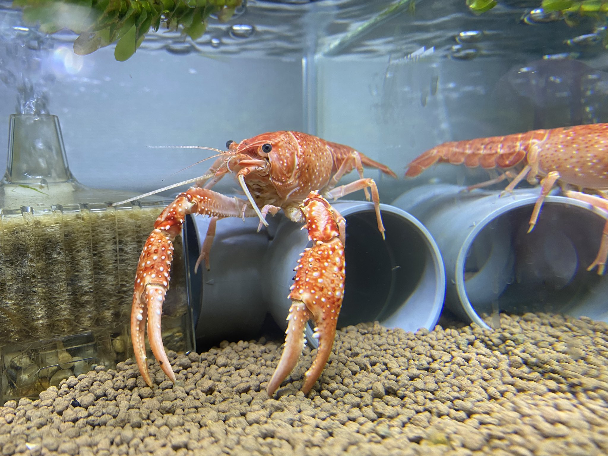 ロブスターくん ニッソー 崩れない焼成ソイル 使用例 お求めはお近くのアクアリウムショップへ 笑 Nisso ニッソー ザリガニ ロブスターくん ニッソー 崩れない焼成ソイル 使用例 お求めはお近くのアクアリウムショップへ 笑 Nisso ニッソー ザリガニ