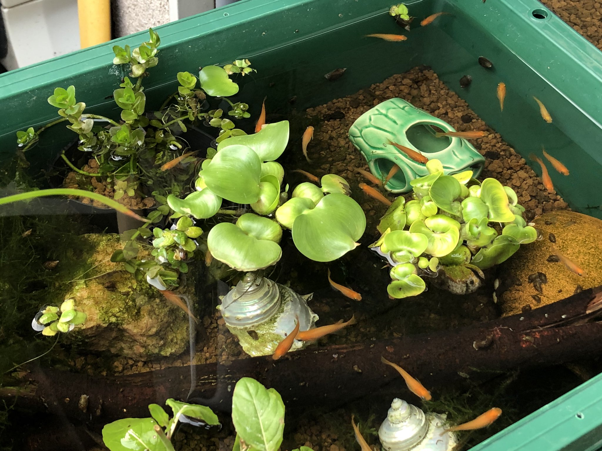 きくでん 気のままビオトープの完成 なんやかんや ほどほどに予算がかかってしまいましたが たまには模型以外の出費もありかも 癒される 次はソーラーポンプを注文して自作ろ過装置を作る ちなみに 黒色のめだかは夜桜 オレンジ色は楊貴妃です