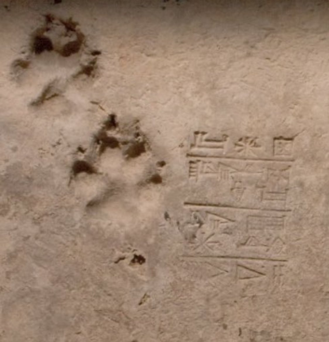 This is a 4,000-year-old mud brick from the ziggurat in the ancient city of Ur in Iraq, stamped with a cuneiform inscription that mentions king Ur-Nammu.The brick also immortalises the paw prints of a very good doggo who walked over it before it dried.