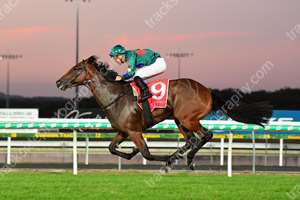 RacingHenderson's tweet photo. Proud of Mares, as breeding stock hits new high - 4 winners over 8 days; AIDENSFIELD (Dissident @NewgateFarm x Muscovado) UNDENIABLE (NASD @ArrowfieldStud x Street Storm) WOLF MOON (Wandjina x Anabaa’s Legacy) GRESHAM (Sebring @widdenstud x Peach Tree) https://t.co/eapj9NrJaV