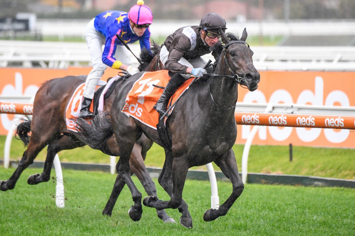 RacingHenderson's tweet photo. Proud of Mares, as breeding stock hits new high - 4 winners over 8 days; AIDENSFIELD (Dissident @NewgateFarm x Muscovado) UNDENIABLE (NASD @ArrowfieldStud x Street Storm) WOLF MOON (Wandjina x Anabaa’s Legacy) GRESHAM (Sebring @widdenstud x Peach Tree) https://t.co/eapj9NrJaV