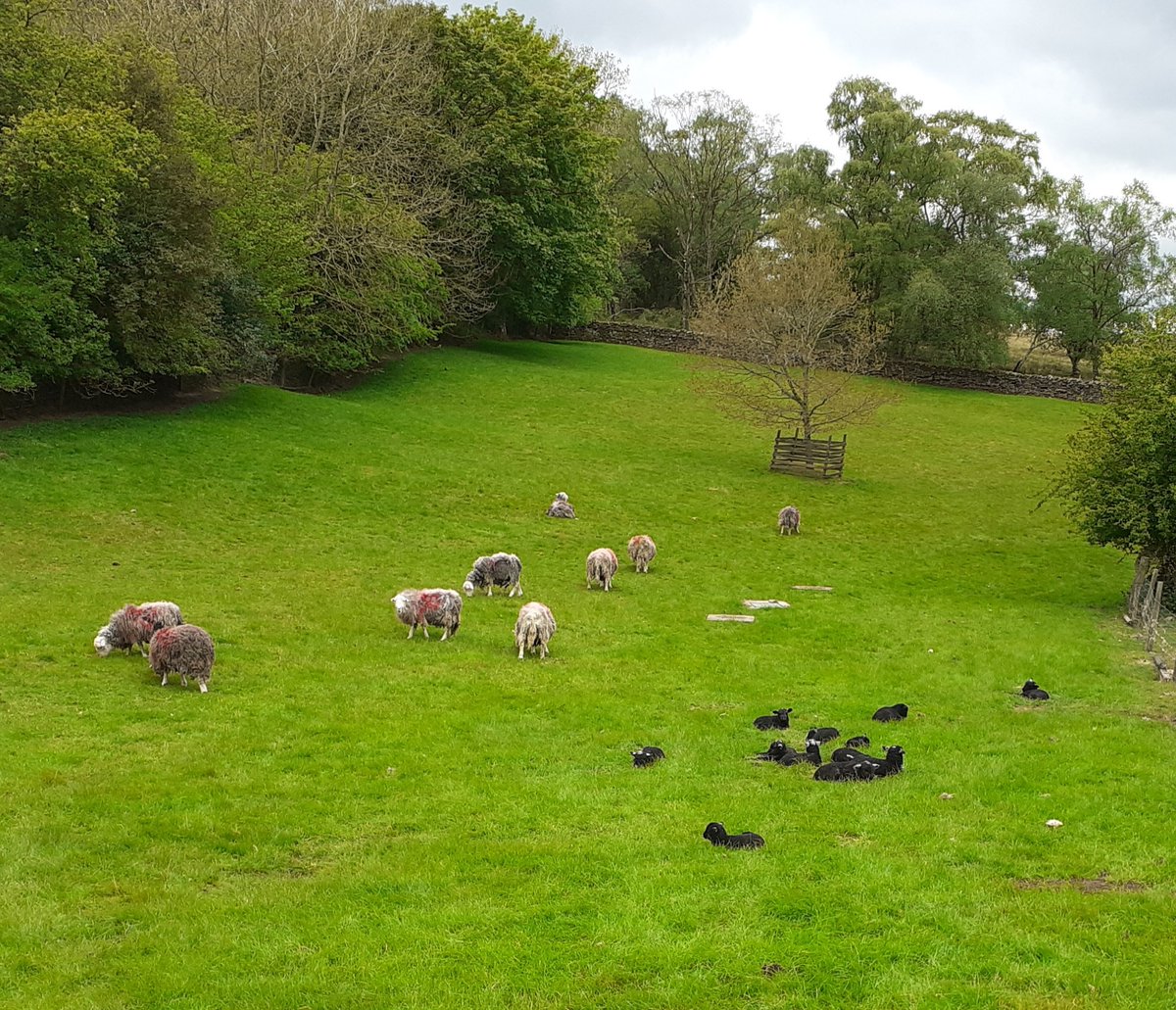 Lamb Creche <a href="/LearningFields/">Learning Fields</a> <a href="/FriendsofLakes/">Friends of the Lake District</a>