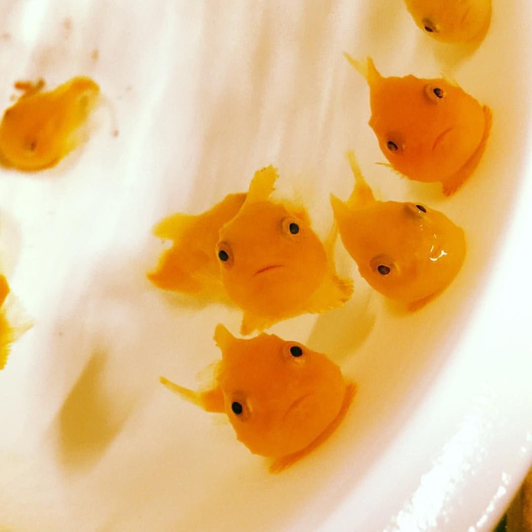 Look at these little baby fishies namjoon  @BTS_twt they miss you too :(