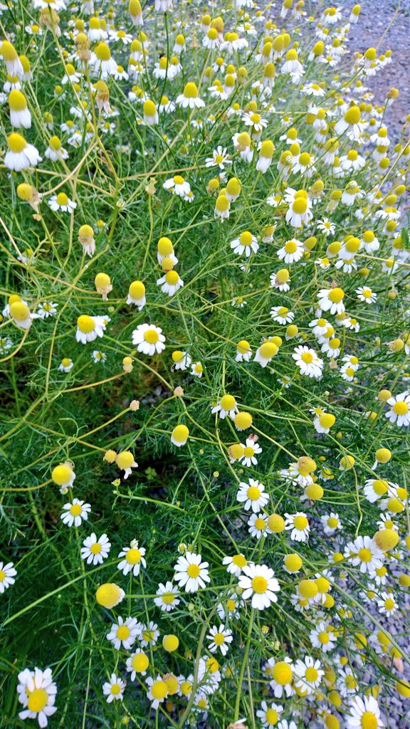 カモミール Chamomile たくさん咲いてますね 可愛い