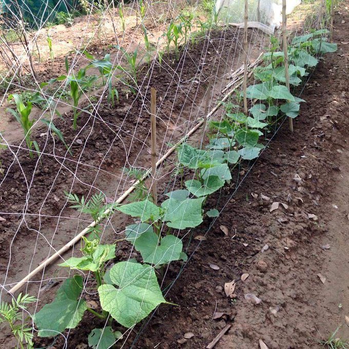 AdityaJhamohan's tweet photo. Mthila has the fertile  alluvial soil with abundant water resources including ground water resources enabling farmers to produce a variety of crops. Agro based #IndustryInMithila Can transform whole Rural economic System. https://t.co/bgWcmuacBP