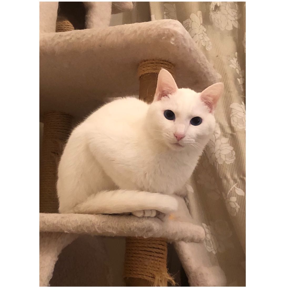 jillkun0728's tweet photo. happy birthday M. #ねこすた #猫 #ねこ https://t.co/UV0yvdUoH4 https://t.co/FwpOL5vCut