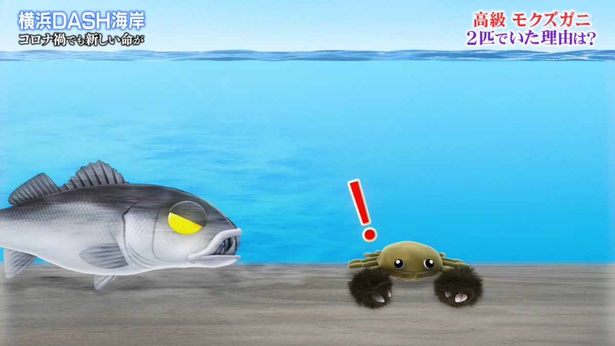Dash海岸で海のお母さんsp カメラマンがカメラを放り出しマダコのマコちゃんをウツボから守った伝説のシーンが再び 鉄腕dash Togetter Dash海岸で海のお母さんsp カメラマンがカメラを放り出しマダコのマコちゃんをウツボから守った伝説のシーンが再び 鉄腕dash Togetter