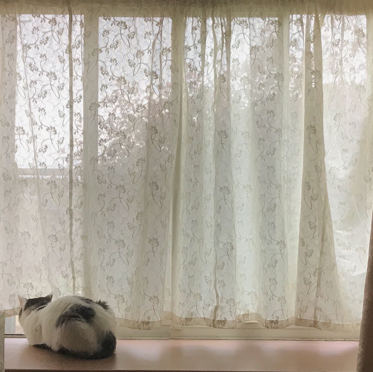 chao_116's tweet photo. #18時の空
#OneDayWindow https://t.co/8HhVRvkGup