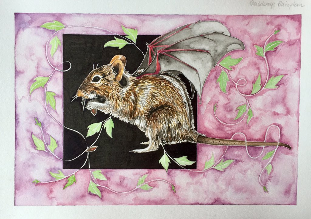 JacquesFine's tweet photo. Little Rhabdo is coming along nicely ๐ฉโ๐จ #rhabdomys #chiroptera #rhabdomyschiroptera #mousebat #illustration #illustrationart #mythicalcreatures #magickandmystical #childrenspicturebook https://t.co/hADT5uIkkr