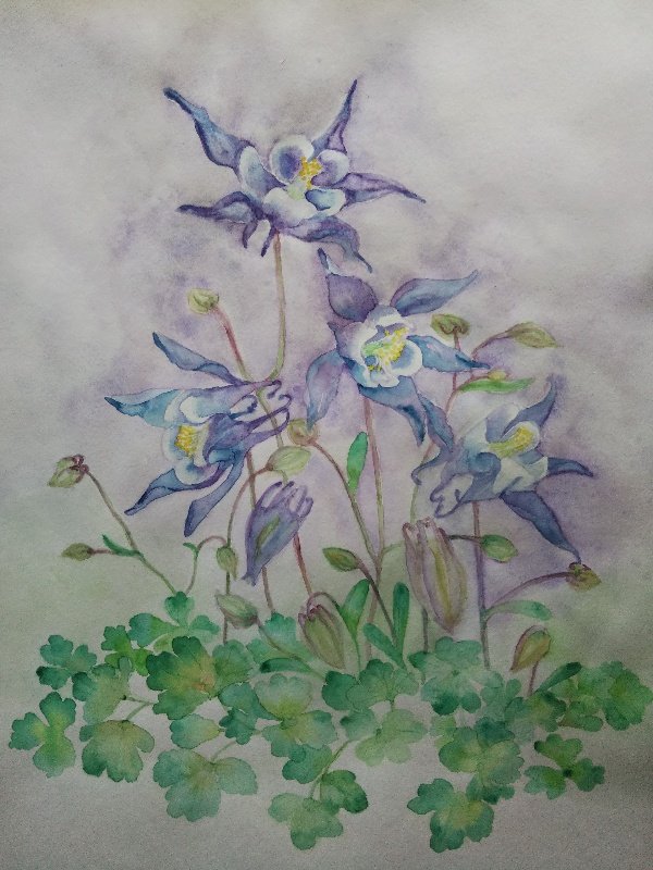 勝利への決意 透明水彩 オダマキ 花言葉 紫色のオダマキの花言葉だそ 吉浦 海のイラスト