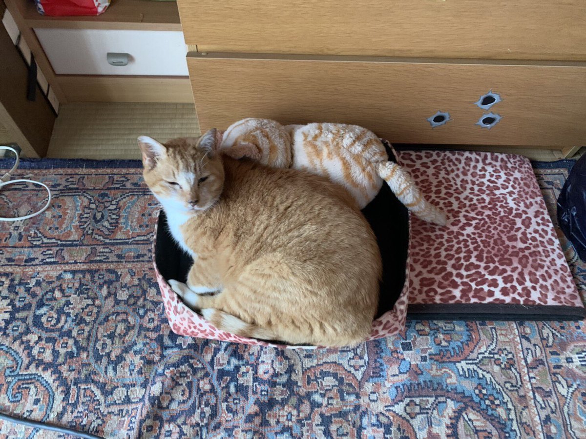 実家からの写真🤳
コロナで会わない間に新しい家族が増えたのかと思いました🐈
#ステイホーム #どっちが大根ネコ？#猫がいる暮らし