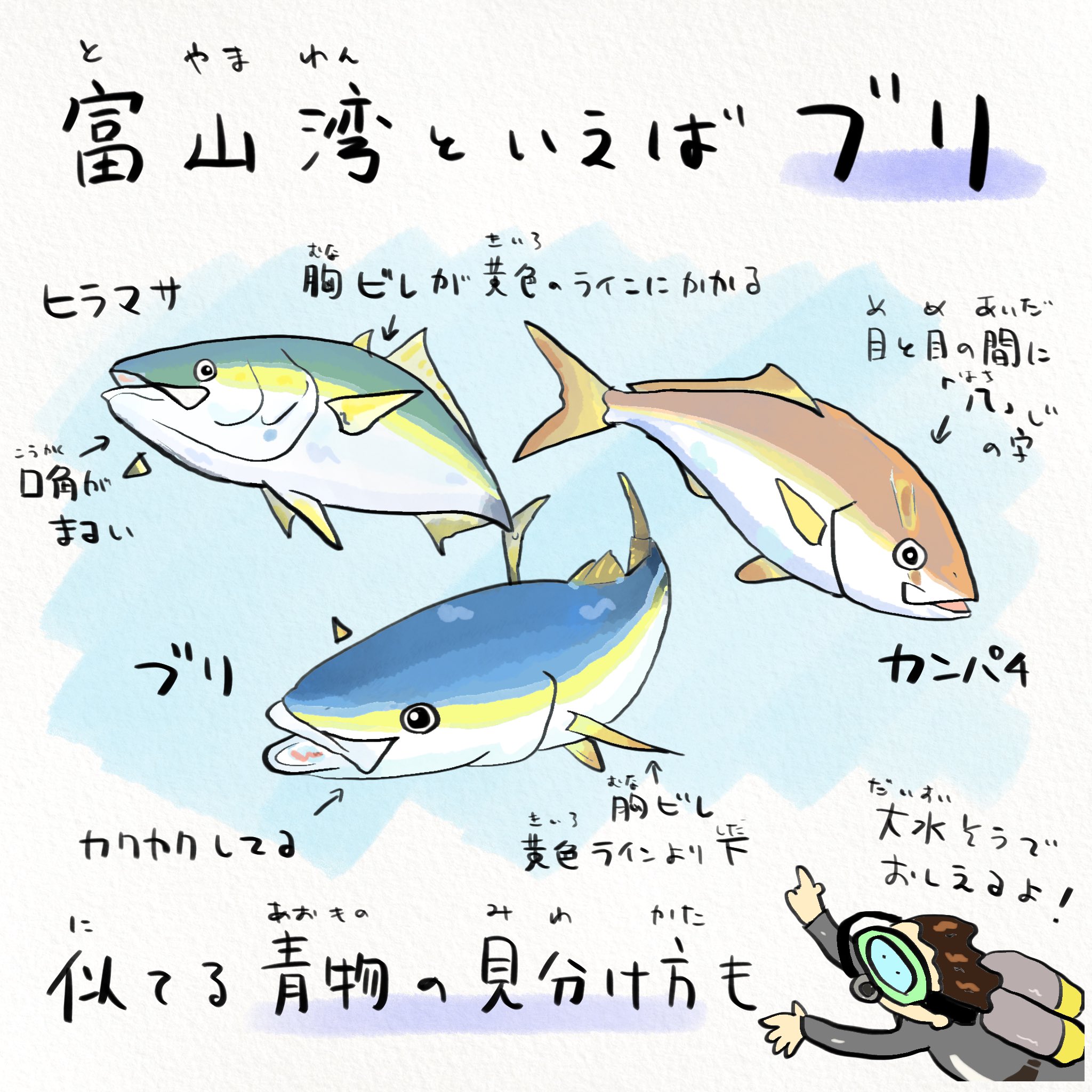さかなのおにいさん かわちゃん Twitterren ブリとヒラマサとカンパチの違い アナタは分かる 魚津水族館 で説明してくれるよ