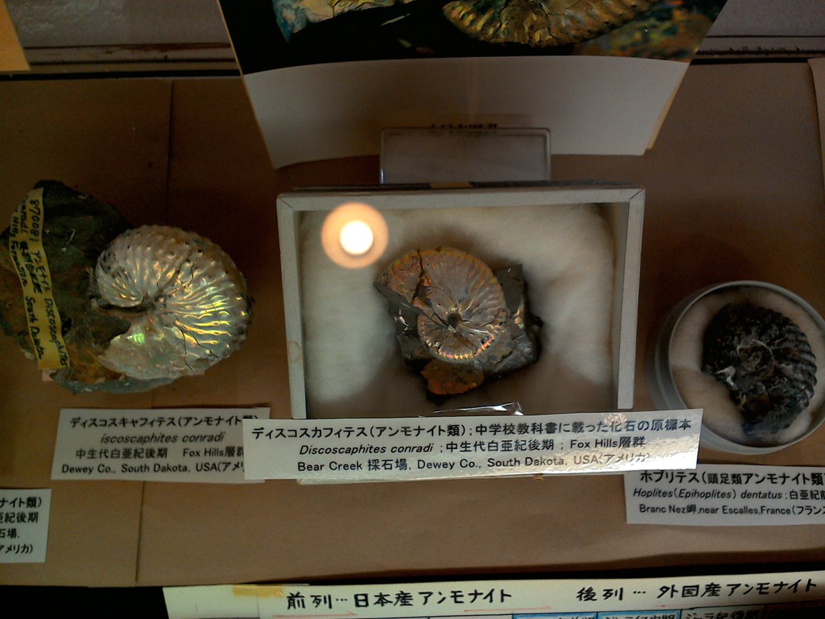 益富地学会館石ふしぎ博物館見聞録 Togetter 益富地学会館石ふしぎ博物館見聞録 Togetter