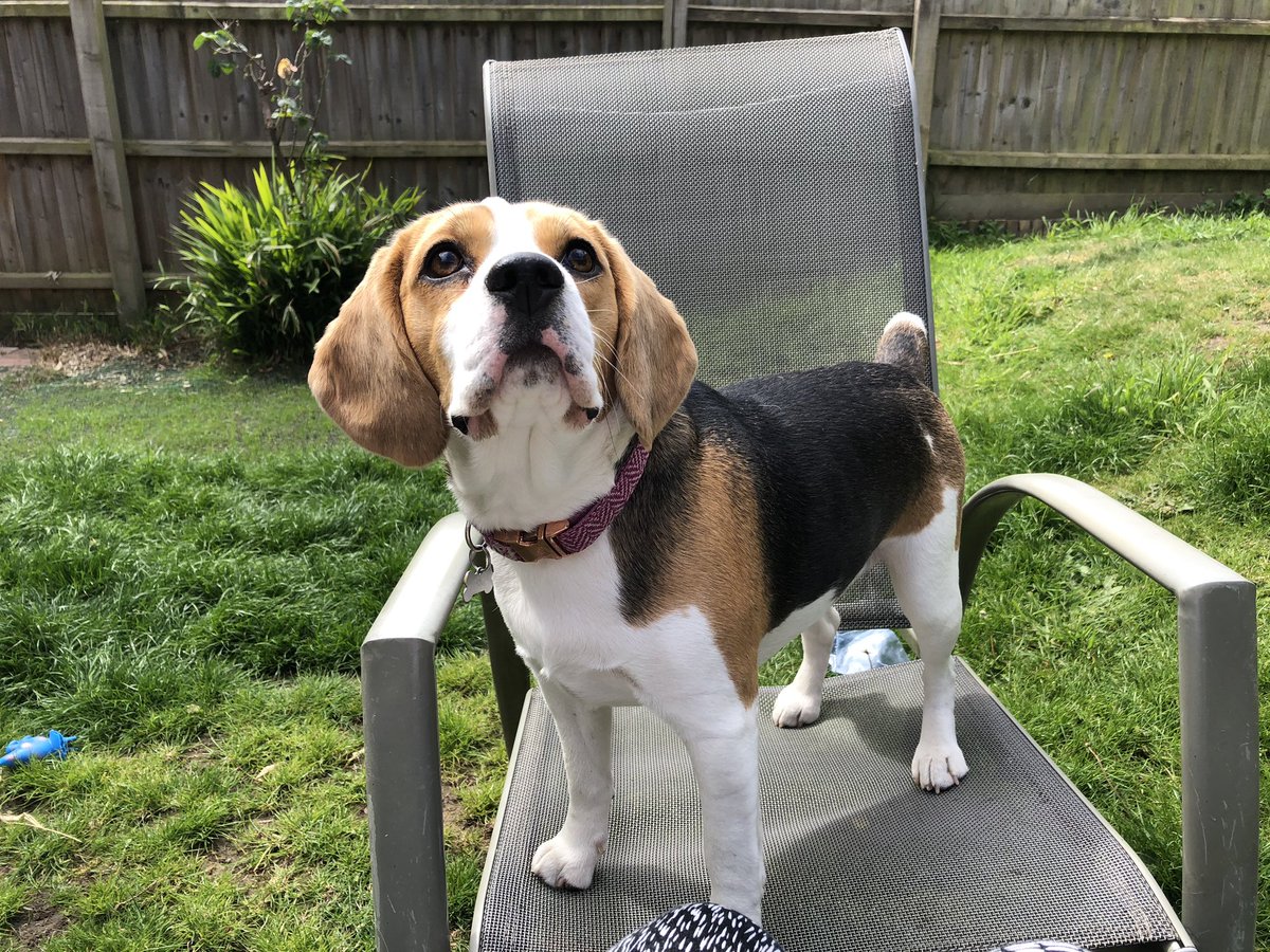 NikkiMoore_Auth's tweet photo. On today’s #SocialDistancingWithMyDog, Luna & I are having fun in the garden 😂👌🏻 Hope this brightens your day #StayHome #SelfIsolation #PetsOfIsolation https://t.co/rG7Szl0CXH