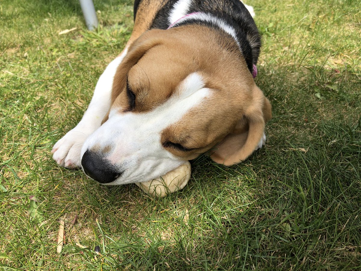 NikkiMoore_Auth's tweet photo. On today’s #SocialDistancingWithMyDog, Luna & I are having fun in the garden 😂👌🏻 Hope this brightens your day #StayHome #SelfIsolation #PetsOfIsolation https://t.co/rG7Szl0CXH