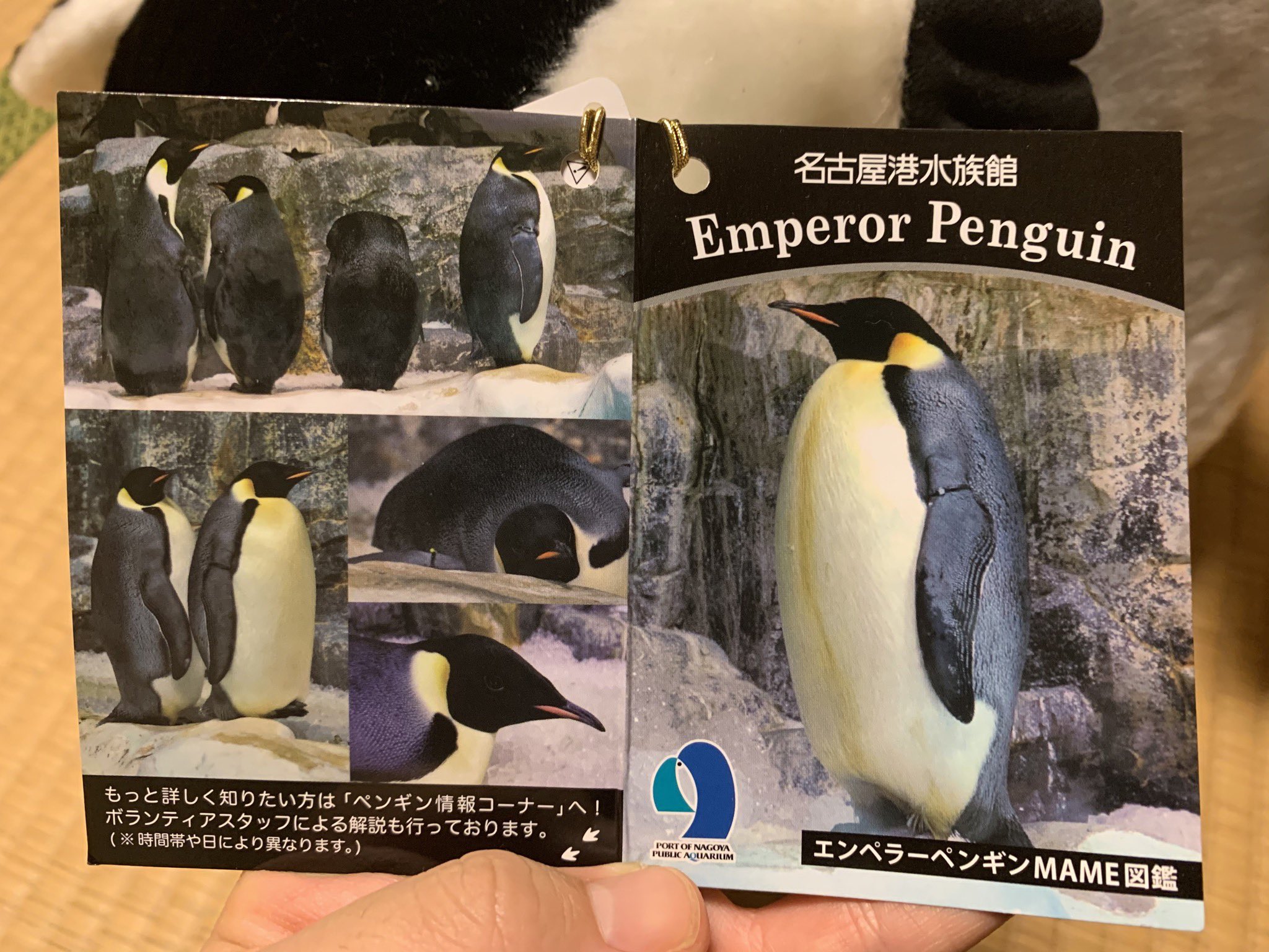 せいろがん Sur Twitter 1年ぐらい前に 名古屋港水族館 に行った時に買ったエンペ ヒナのぬいぐるみ 大人エンペの方は翼帯も付いてる コウテイペンギン エンペラーペンギン T Co R0hbhtgx Twitter
