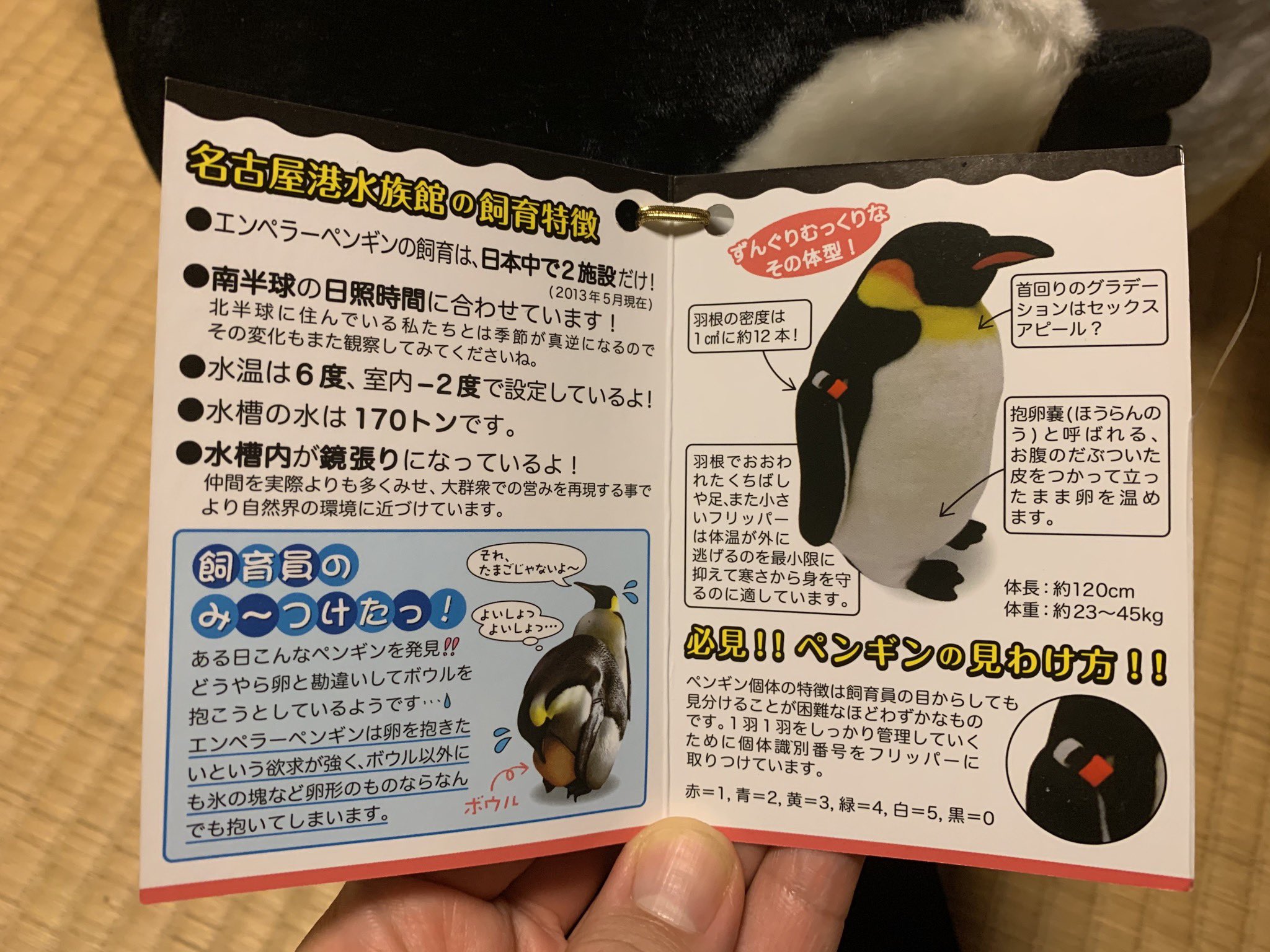 せいろがん 1年ぐらい前に 名古屋港水族館 に行った時に買ったエンペ ヒナのぬいぐるみ 大人エンペの方は翼帯も付いてる コウテイペンギン エンペラーペンギン T Co R0hbhtgx Twitter