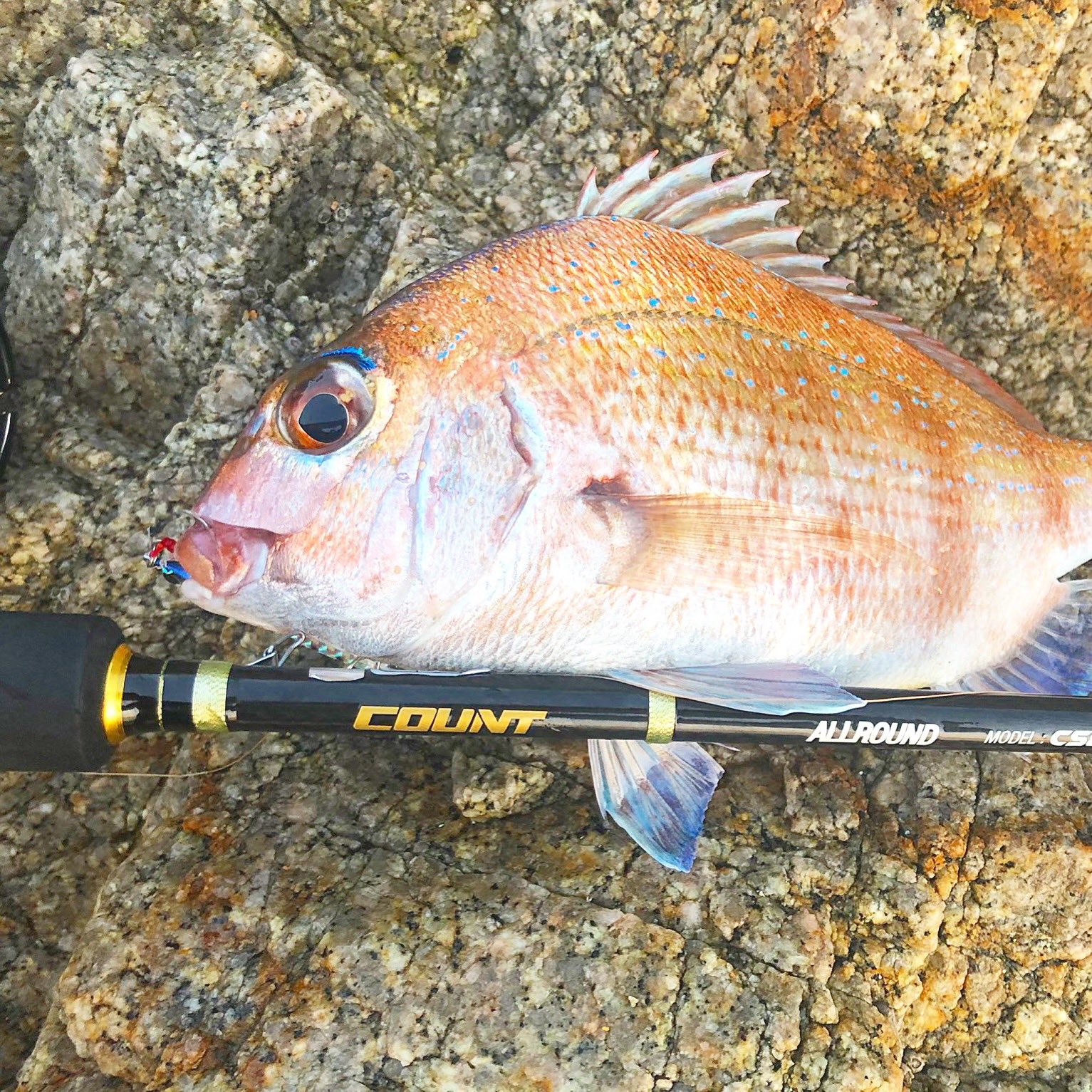 爆釣屋広島福山店 カウントでスーパーライトショアジギング行ってきました 10グラムのジグで真鯛がhit カウントとライト ショアジギ相性ぴったりです是非 T Co 7ambb5mkhh Twitter