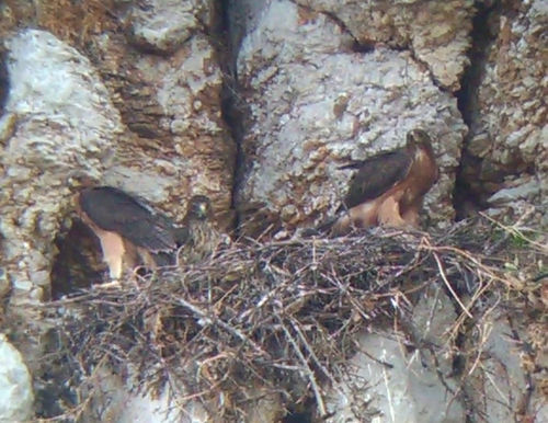 Primi 3 giovani di aquila di Bonelli involati in Sicilia #LIFEConRaSi 

lifeconrasi.eu/notizie/primi-…