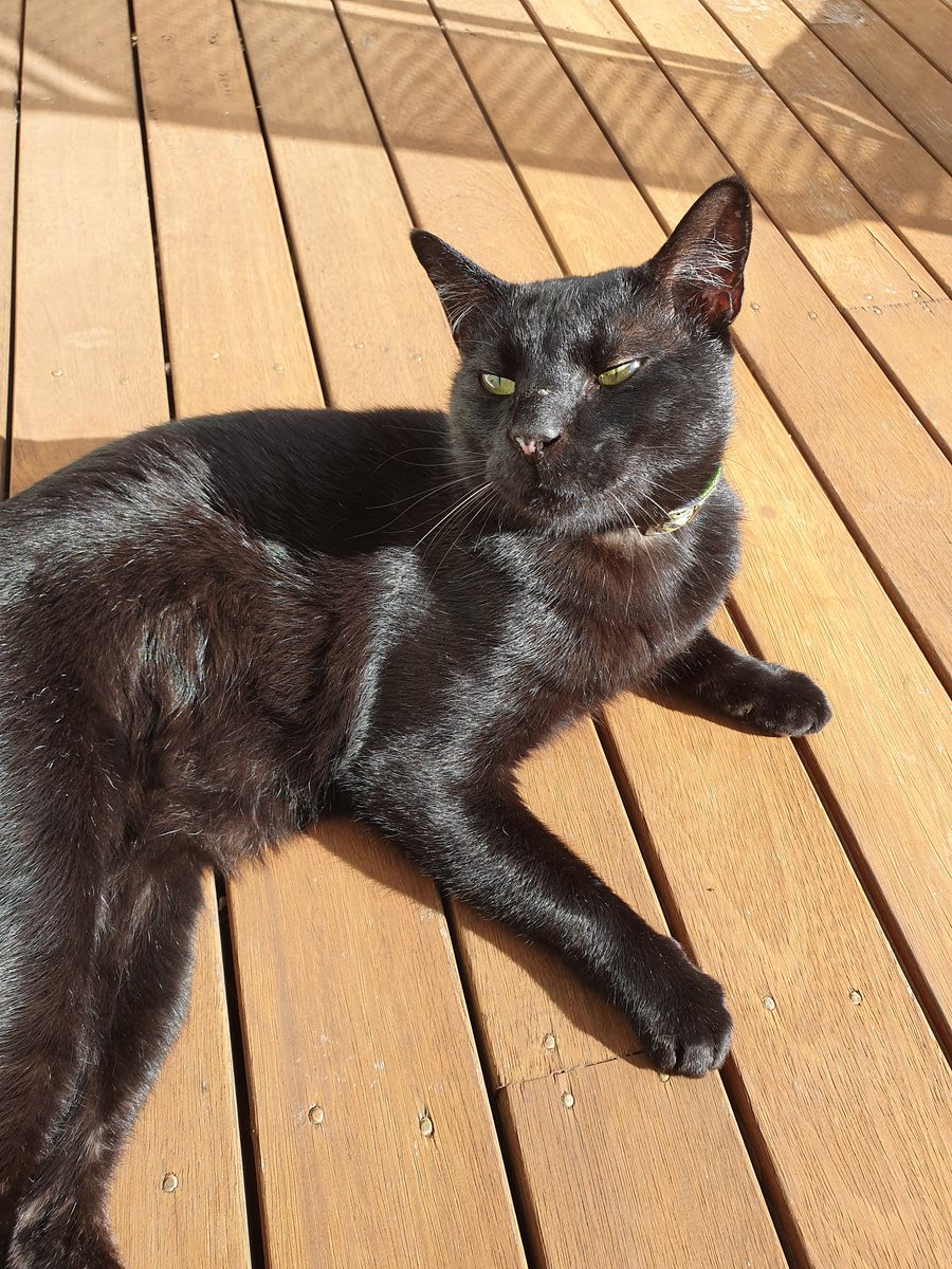 snashhhhhh's tweet photo. appreciation post for my cat 🥺 https://t.co/I0GysXCb6y
