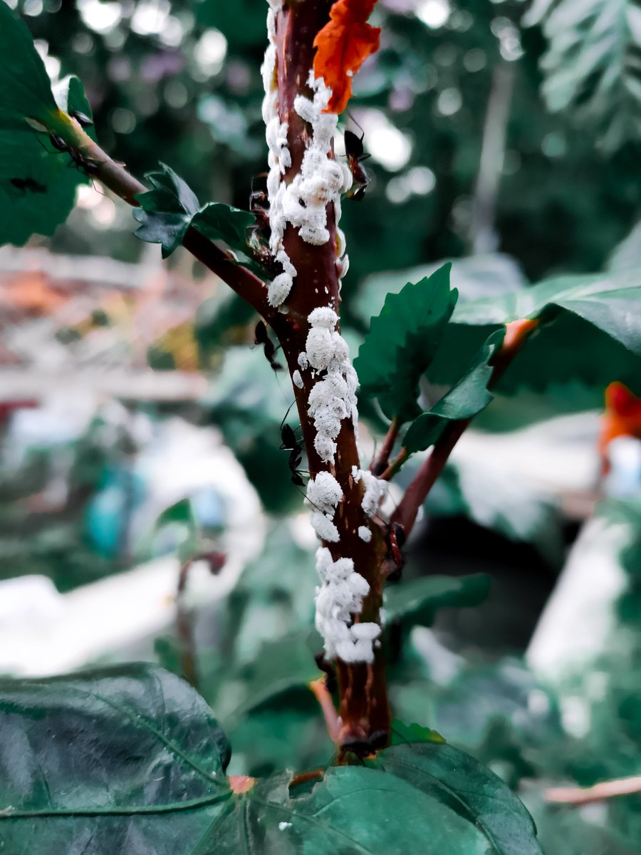 rano_jn's tweet photo. SICK 😷 
#plant #plantbased #leaf #green #worm #sick #sickomode #plants #ant #leaves🍁 #greenleaf #worms #wormwood #wood #ill #tree #trees #harbs #treeoflife #treephotography #greenplants #photooftheday #lightroommobile #lightroomedits #lightroom #plantlover #StaySafe #StayHome https://t.co/aX6zeeb2Bo