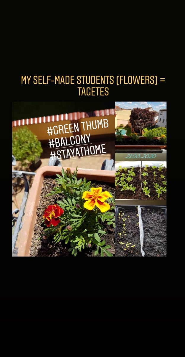 My self-made students (flowers) = Tagetes. #greenthumb 
#balcony 
#StayAtHome