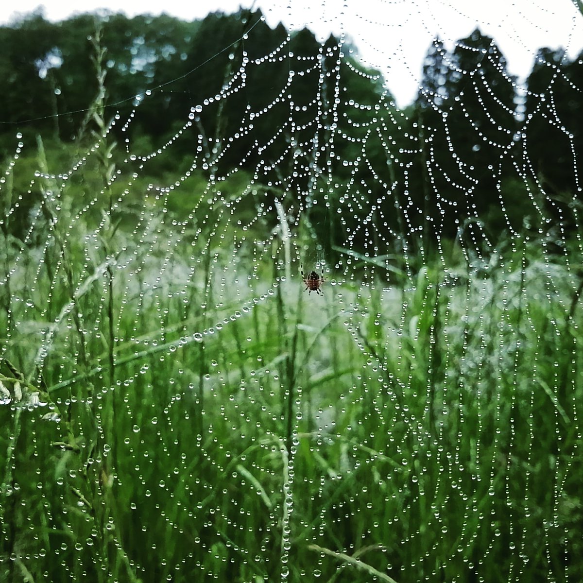 ポポロン Bancyaaa なんとクモの巣絵文字があったことにびっくるしまスた 笑 Twitter