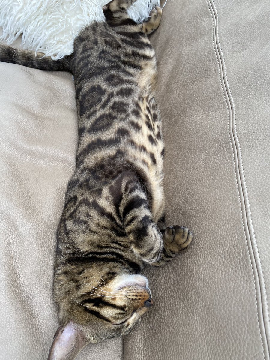 BengalWilma's tweet photo. Today Frank will mainly be a draft excluder 😹🐾😽❣️#LongNLean #LittleFrank #SundayMorning #Bengals https://t.co/mTSUGoFYhF