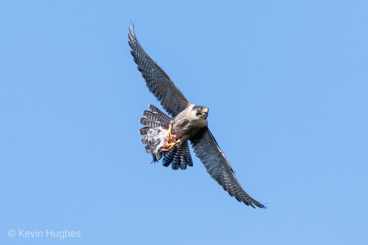 mtgscouser's tweet photo. Peregrine falcon yesterday. #birdsofinstagram #birdsofprey #birds #peregrinefalcon #Liverpool #merseyside #freshkill #pigeon #falcon #nikonphotography #sigmalense #flight https://t.co/kOatzs7n7P