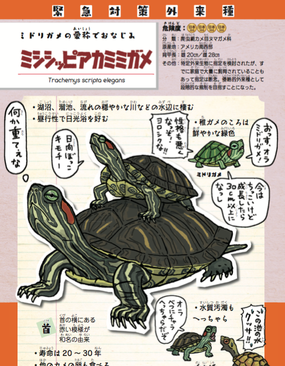 『池の水ぜんぶ抜く』がアカミミガメ捕獲祭りになってるらしいので、アカミミガメの話。

【ミシシッピアカミミガメ】緊急対策外来種
・通称"ミドリガメ"
・公園の池によくいるあのカメ
・首の横にある赤い模様が特徴

『侵略!#外来いきもの図鑑 』
https://t.co/I1NSzJmws8
 #池の水ぜんぶ抜く 