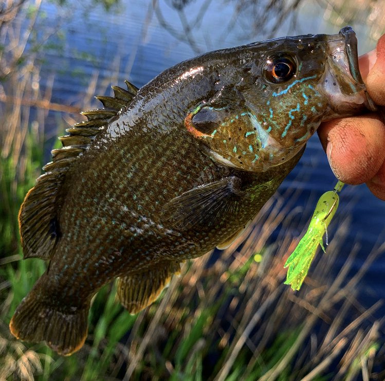 west_kansas's tweet photo. Little ole fish I caught the other day. #kansasfishing #bluegillhybrid #fishing #kansasangler https://t.co/xzP0eIJy29