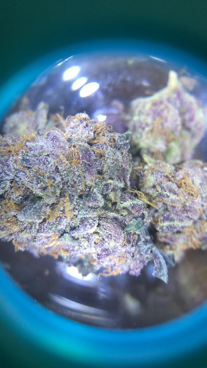 Happyhippie4202's tweet photo. Purple Haze hidroponica.#Hidroponica #WeedLovers #weedPorn #420life #420 #CannabisMedicinal https://t.co/NXTxPz7aiO