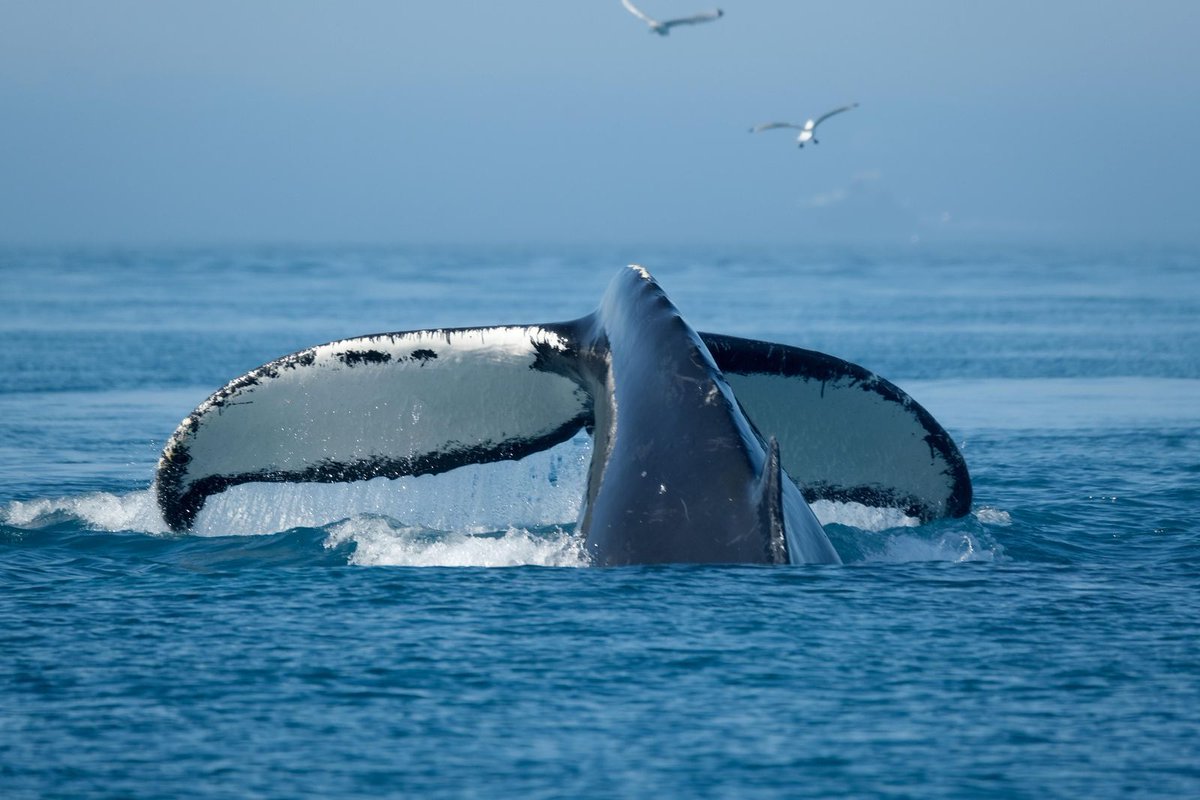 FinsandFluke's tweet image. MissionBlue: Humpback whale populations swap song lyrics near the Kermadec Trench Hope Spot. buff.ly/2WBpAzW 🐋 🎶 

via SmithsonianMag